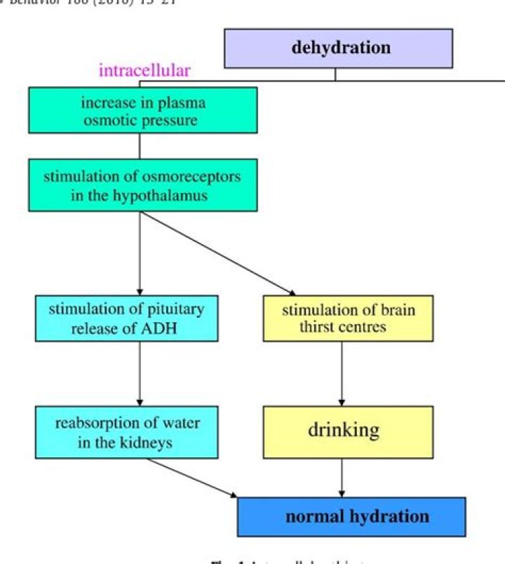 Quiero Agua: The Essence Of Thirst And Hydration
